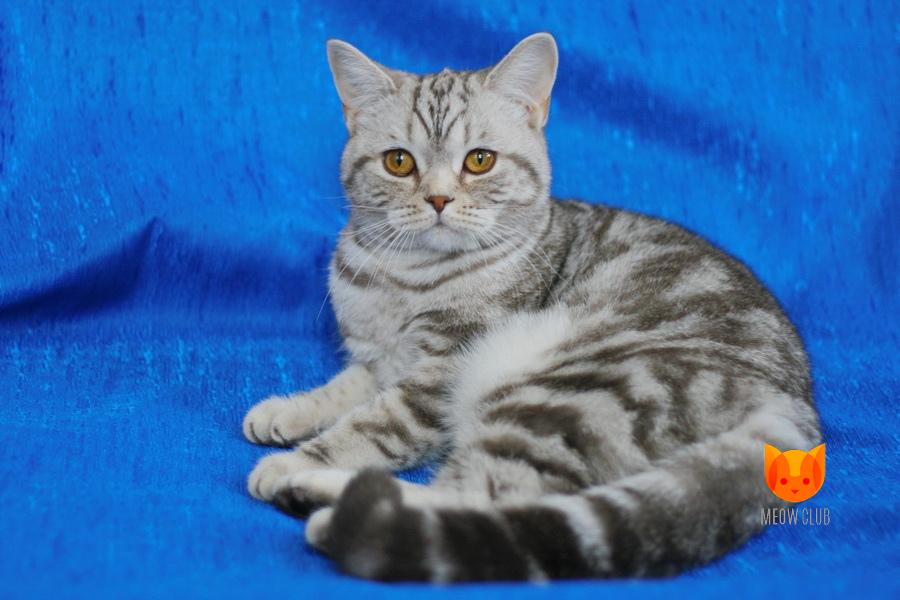 Moscow Meowclub *BY