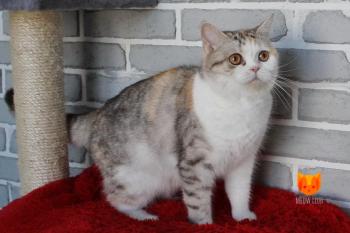Wilma MeowClub *BY