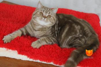 Xany MeowClub *BY