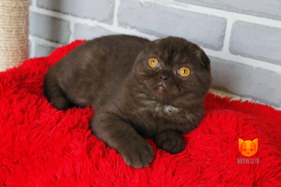 Marsel MeowClub *BY