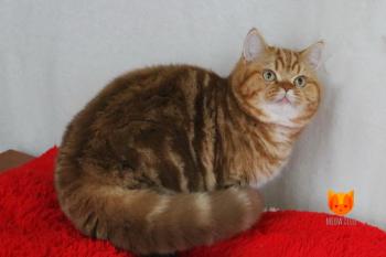 Zlatan MeowClub *BY