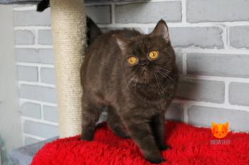 Elizabeth Banks MeowClub *BY