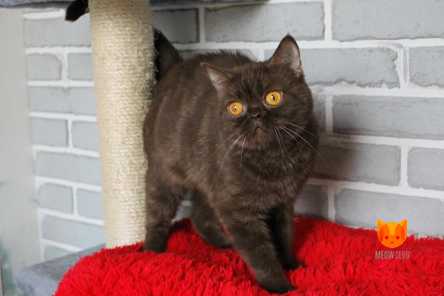 Elizabeth Banks MeowClub *BY