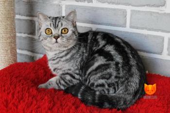 Tiffani MeowClub *BY