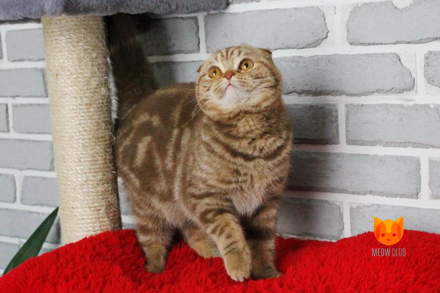 Valeria MeowClub *BY