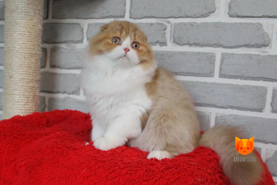 Verginia MeowClub *BY