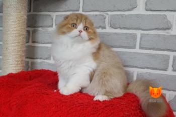 Verginia MeowClub *BY