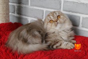 Cassandra MeowClub *BY