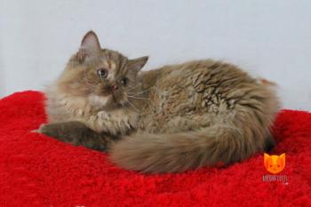 Esmeralda MeowClub *BY