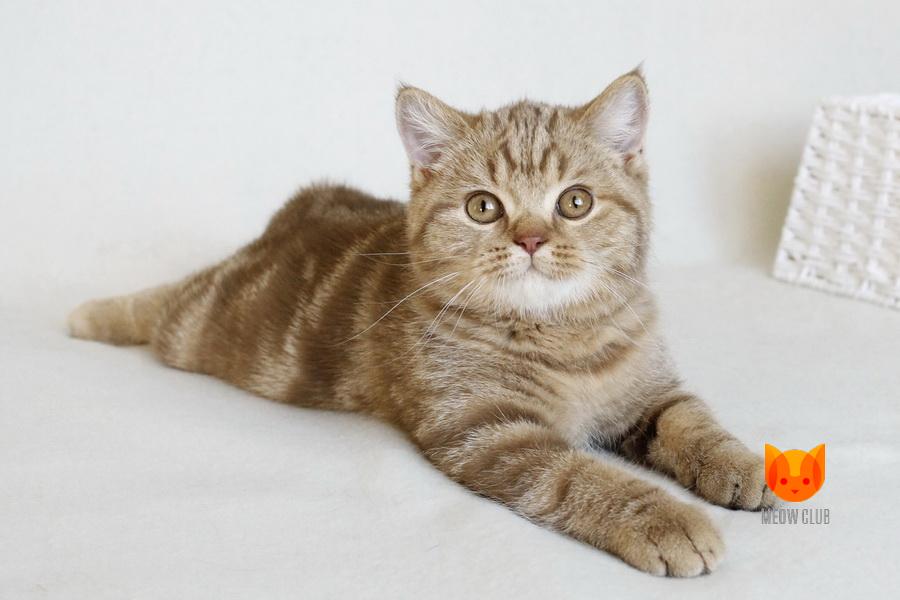 Xandy MeowClub *BY