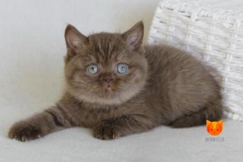 Hanny MeowClub *BY