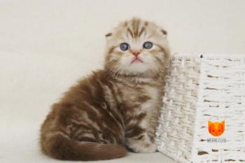 Grand MeowClub *BY