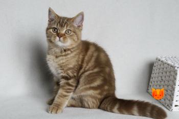 Zevs MeowClub *BY
