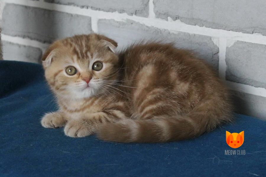 Xanthi MeowClub *BY