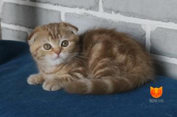 Xanthi MeowClub *BY