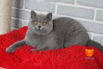 Francis MeowClub *BY