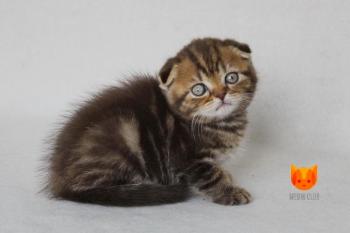 Cezar MeowClub *BY