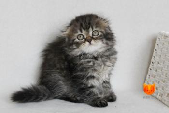 Camelia MeowClub *BY
