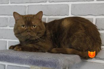 Odin MeowClub *BY