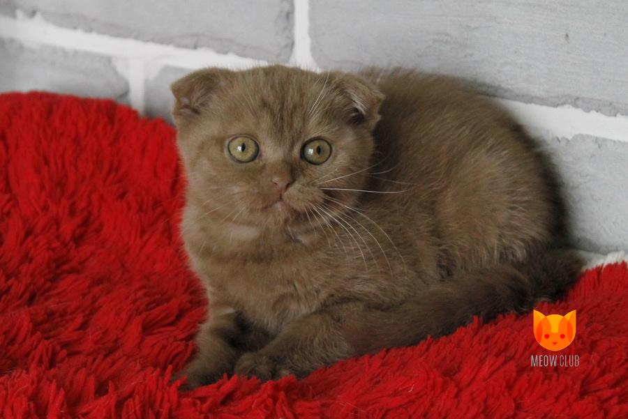 Simone MeowClub *BY