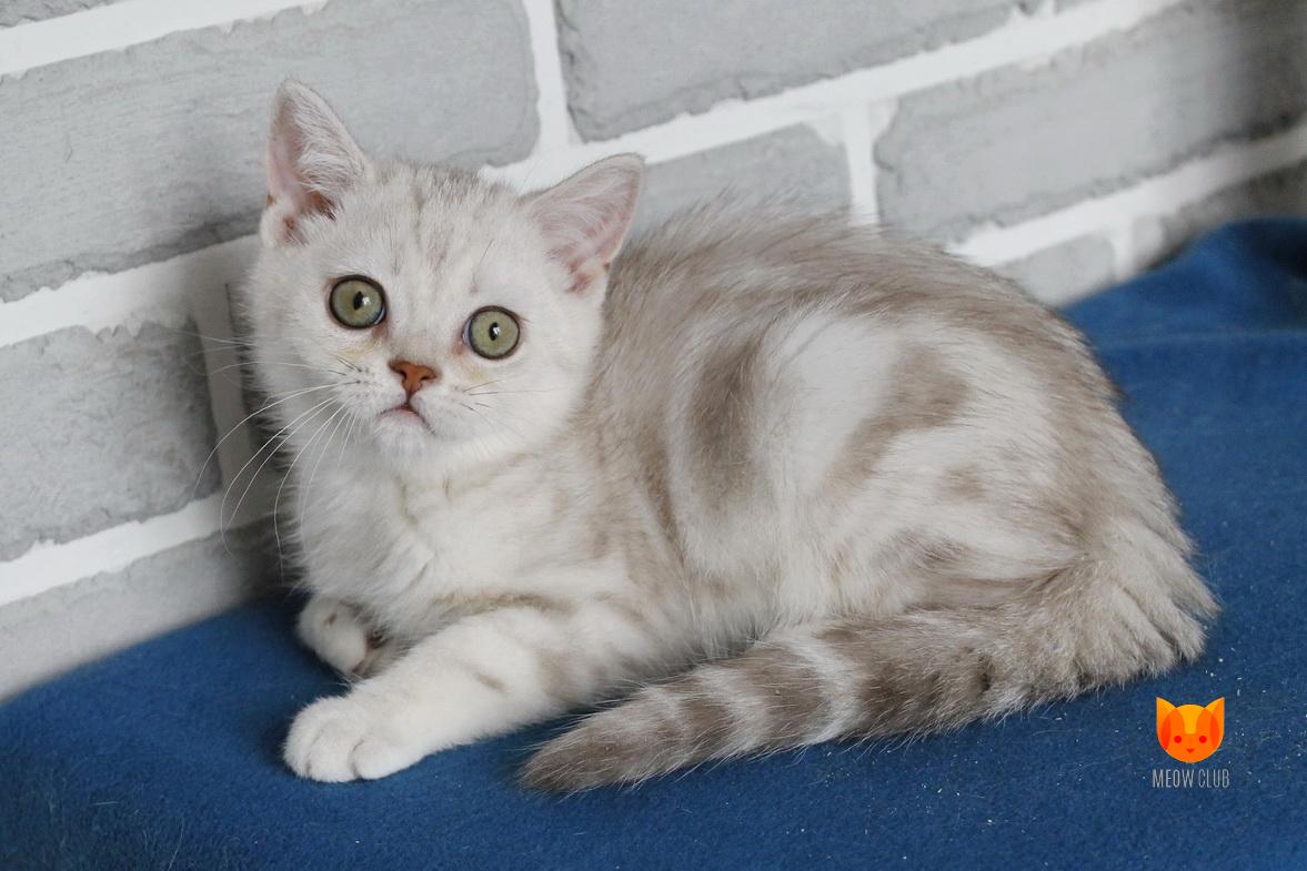 Timmy MeowClub *BY