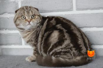 Zachar MeowClub *BY