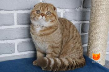 Viking MeowClub *BY