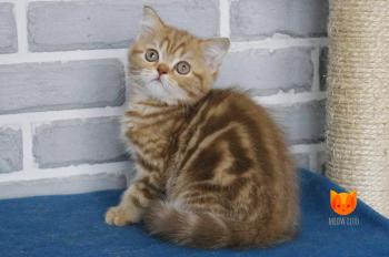 Derek MeowClub *BY