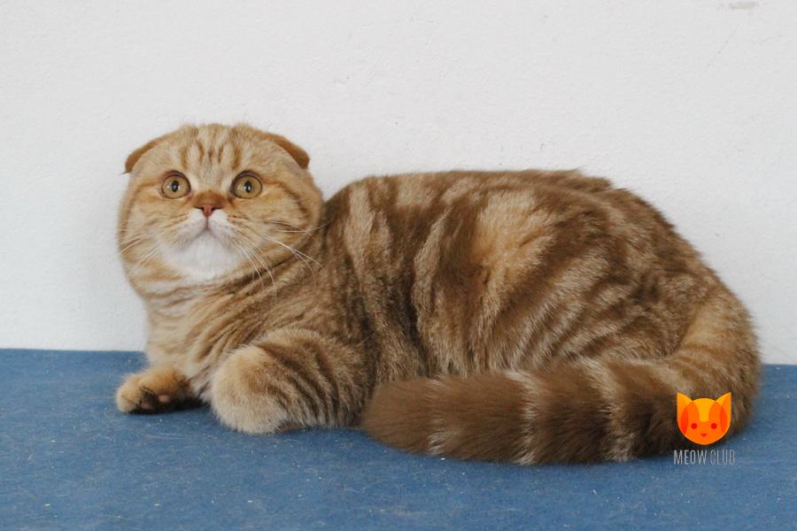 Yara MeowClub *BY