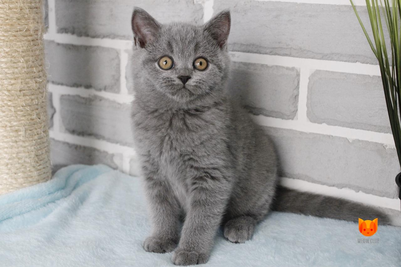 Lord MeowClub *BY