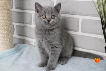 Lord MeowClub *BY