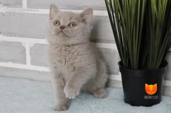 Leo MeowClub *BY