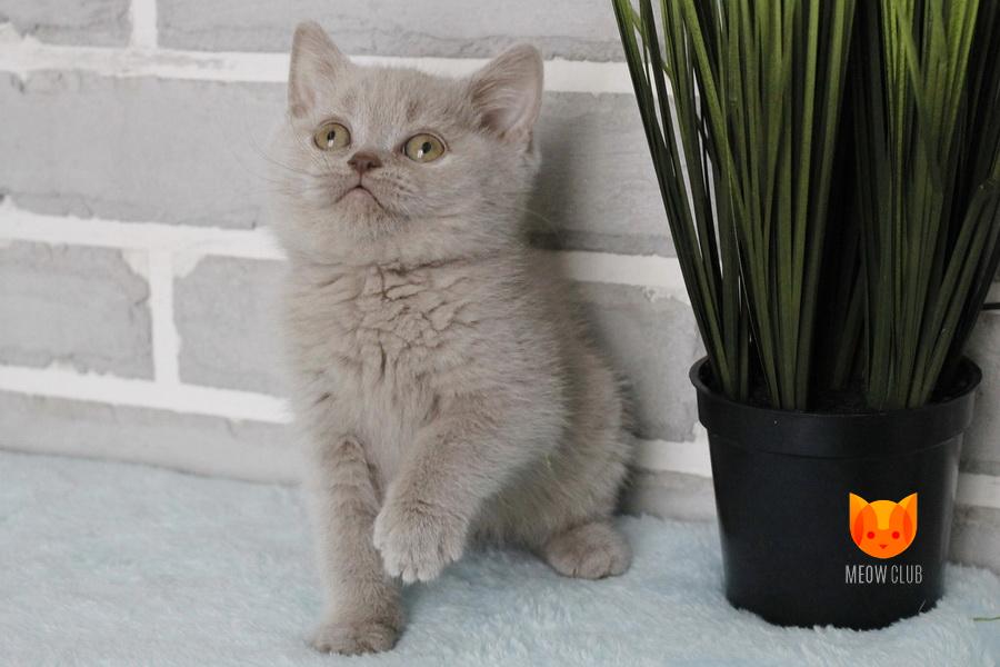 Leo MeowClub *BY