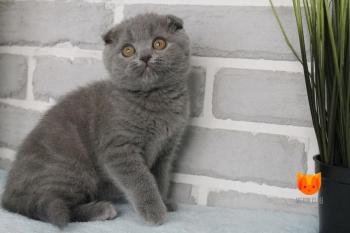 Leona MeowClub *BY