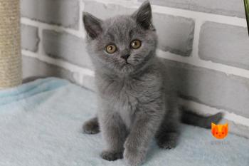 Lerona MeowClub *BY