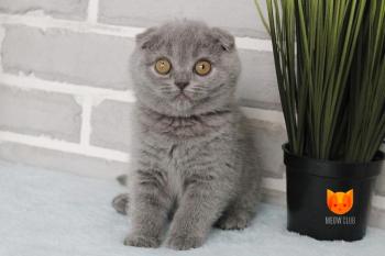 Lana MeowClub *BY