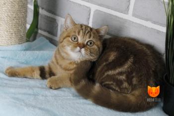 Denise MeowClub *BY