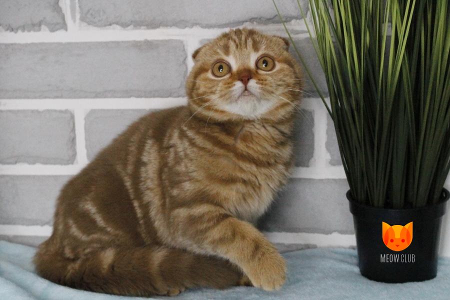 Doremi MeowClub *BY