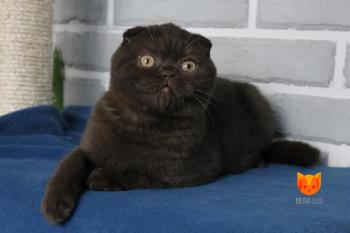 Fantik MeowClub *BY