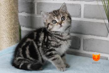 Kasper MeowСlub *BY