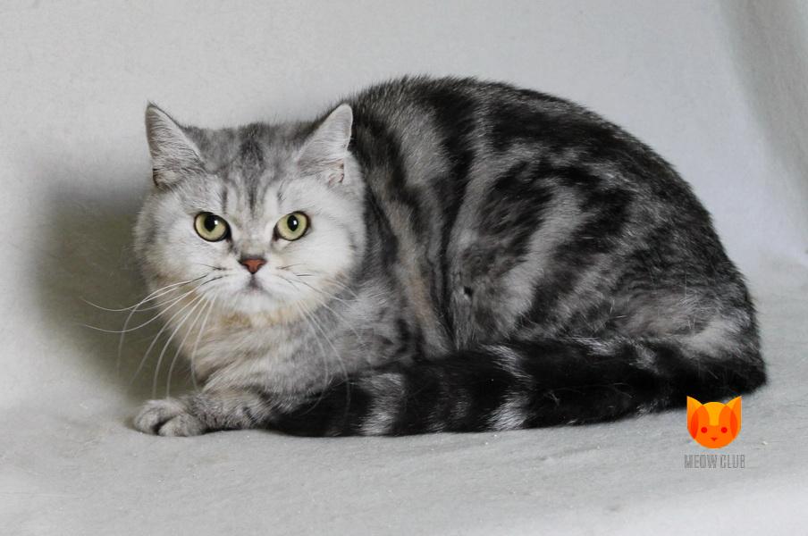 Natalie Portman MeowClub *BY