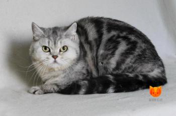 Natalie Portman MeowClub *BY