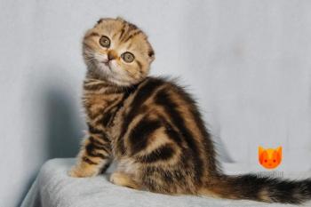 Olecia MeowClub *BY