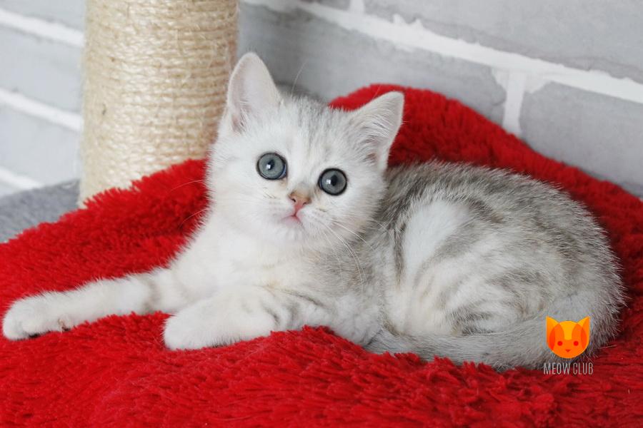 Queenie MeowClub *BY