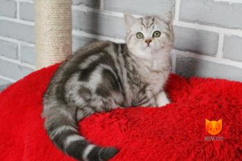 Gloria MeowClub *BY