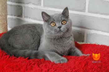 Lerin MeowClub *BY