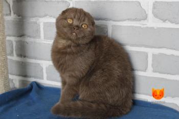 Felicia MeowClub *BY