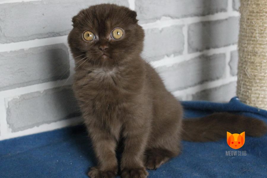 Argos MeowClub *BY