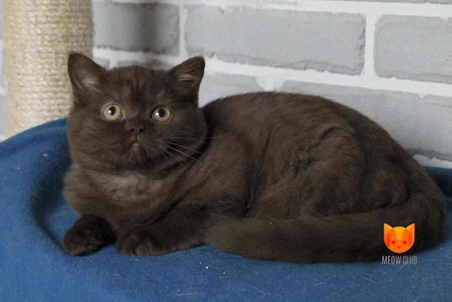 Alvis MeowClub *BY