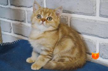 Zephir MeowClub *BY